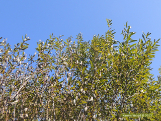 Salix purpurea - Basket Willow under side of leaves look silver when blowing in the wind.
