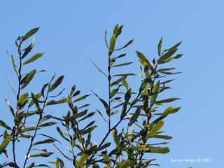 Salix purpurea - Basket Willow leaves