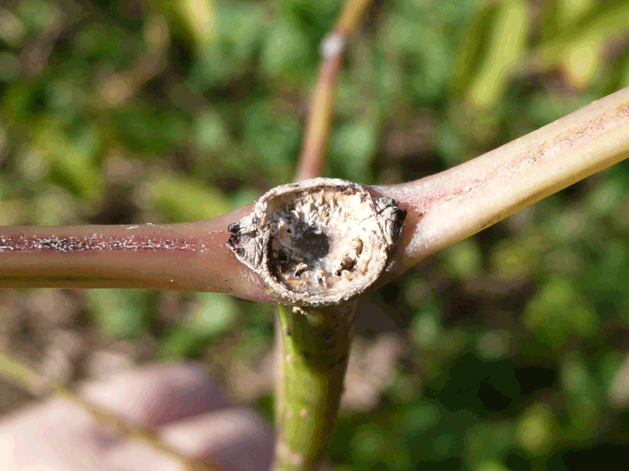 Sambucus canadensis - Common elderberry
