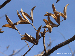 Syringa reticulata ssp. reticulata - Japanese Tree Lilac photo of dried capsules from previous year