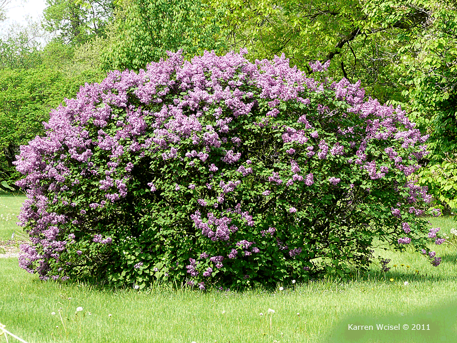 Syringa vulgaris 'Fuerst Buelow'- Fuerst Buelow Common Lilac Tree