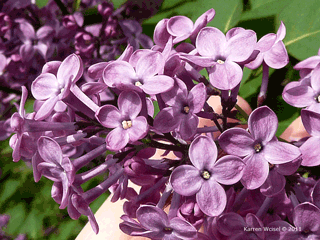 Syringa vulgaris 'Fuerst Buelow'- Fuerst Buelow Common Lilac Tree