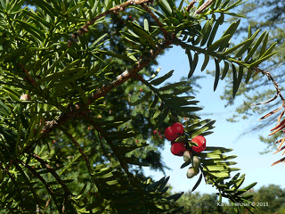 Taxus - Yew photo of fruit of yew. Some have already ripened to red stage other are still green and look a bit like acorns.