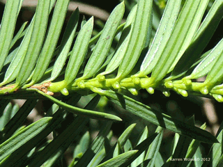 Brown Yew close up of leaf attachment and pollen cones in early September.