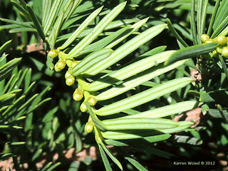 thuja smaragd 80 100 Thuja 