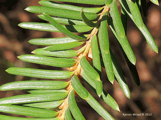 bechereibe taxus media hicksii Becher-Eibe Hicksii (Taxus media 'Hicksii') - Mit Beeren | 60-80 cm im Topf