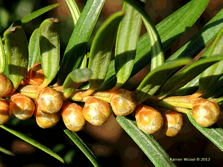 Brown Yew picture of pollen cones. Photo taken in mid November