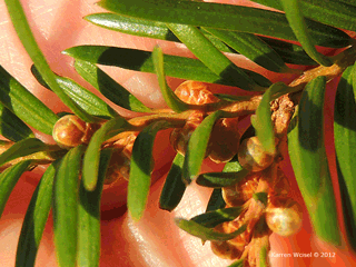 Brown Yew picture of pollen cones. Photo taken in mid November
