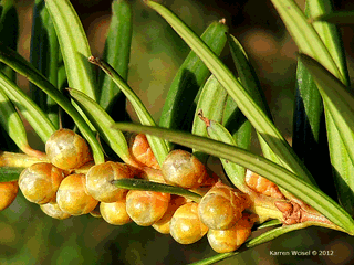 Brown Yew picture of pollen cones. Photo taken in mid November. The cones look darker than in the previous photo, but these are on the same plant and taken only seconds apart.