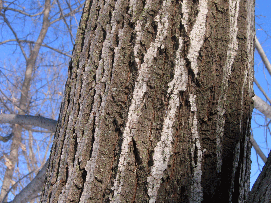 American basswood bark