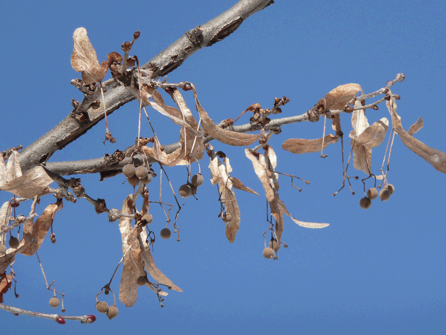 American basswood fruit, buds and bracts in winter 