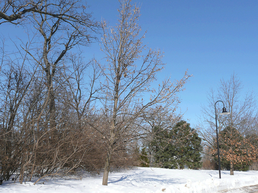 American basswood