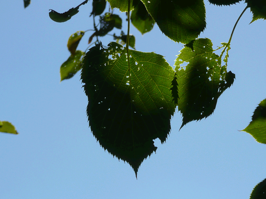 American basswood late summer leaf