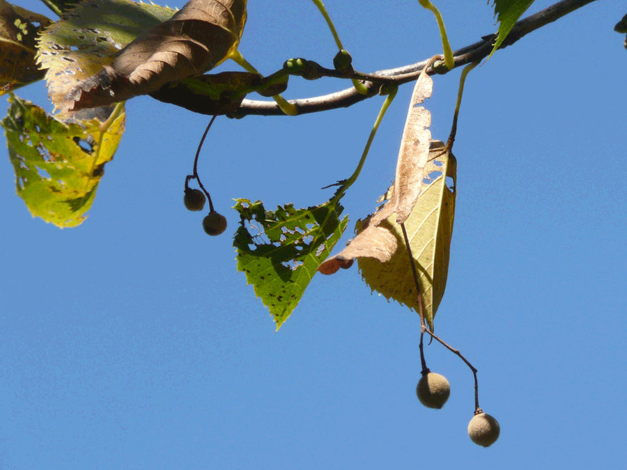 American basswood fruit, leaves and bracts in fall