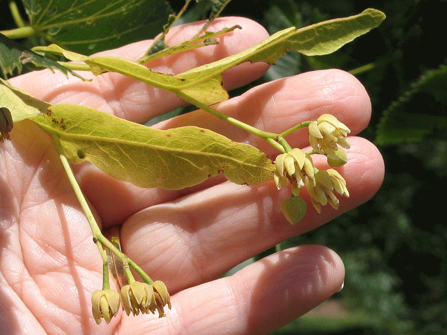 American basswood flowers in spring with bracts