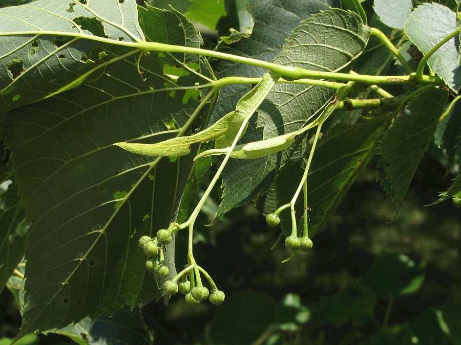 American basswood fruit in summer