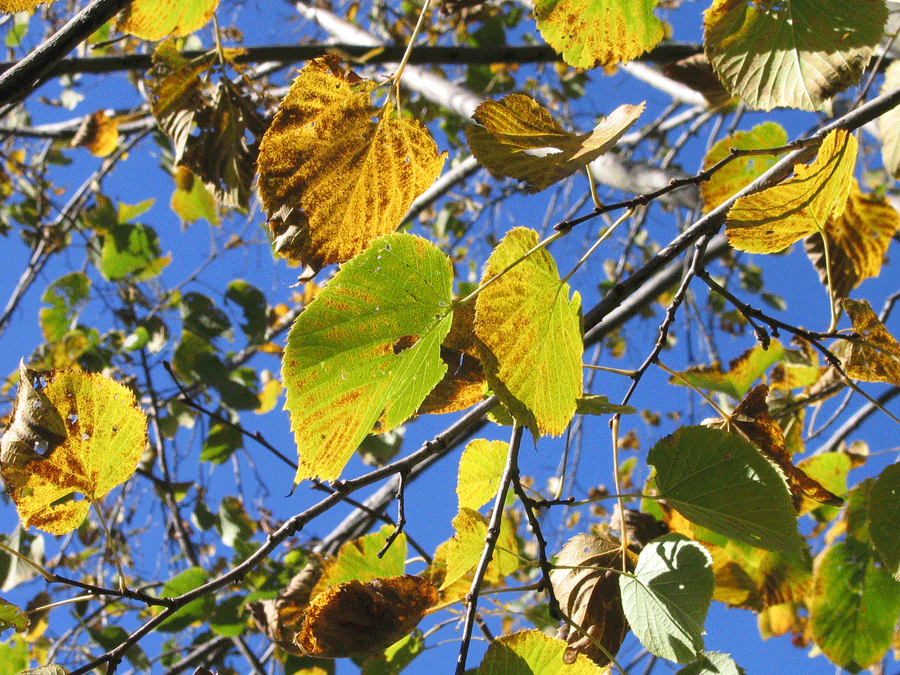 American basswood leaves with fall color