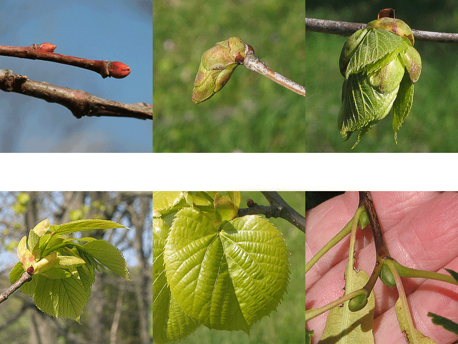 American basswood sequence from bud to bud